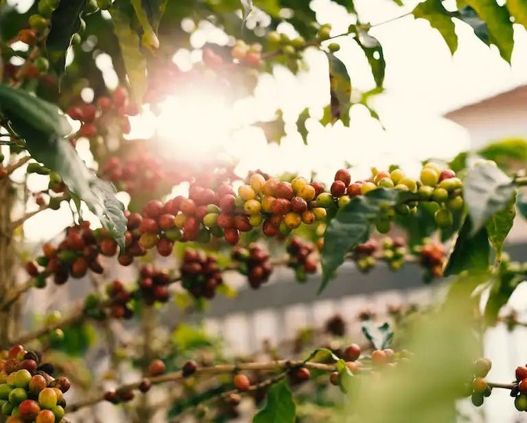 A History Of Coffee - IBEV Concepts