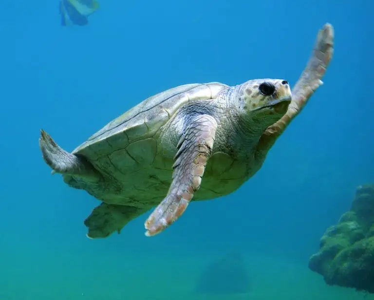 Plastic Straw Ban - IBEV Concepts